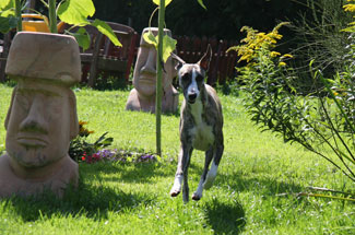 Whippets of mystical wooden house